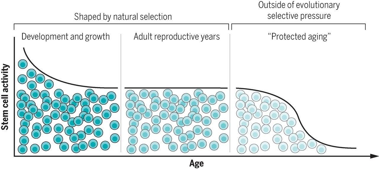 Free Consultation Biology Diagrams