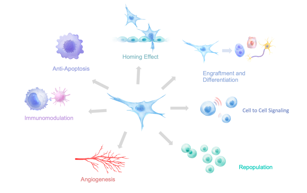 mesenchymal stem cells, MSC, MSC therapeutic actions,